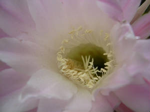 cactus-flower.jpg