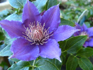 clematis.jpg