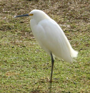 egret.jpg