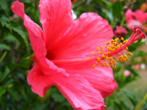 hibiscus.jpg