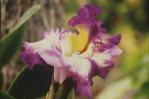 orchid3.jpg