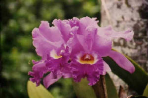 orchid4.jpg