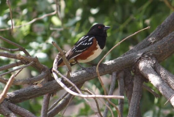 towhee.jpg