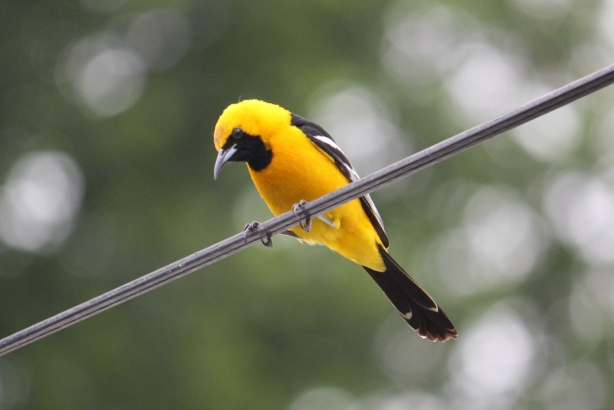 hoodedoriole.jpg