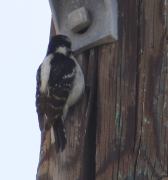 woodpecker.jpg